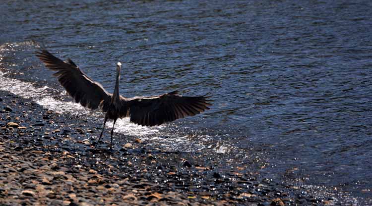 heron with wings spread
